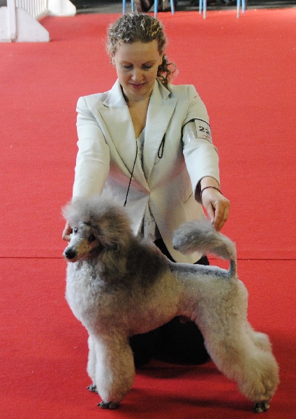 CH. Helios grey de la Cascade Saint Nicolas