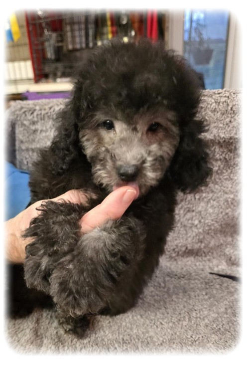 de la Cascade Saint Nicolas - Chiots disponibles - Caniche