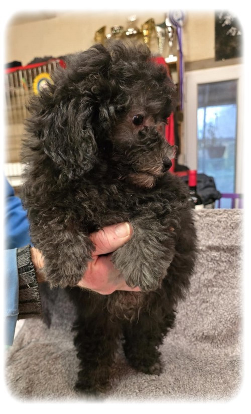 de la Cascade Saint Nicolas - Chiots disponibles - Caniche