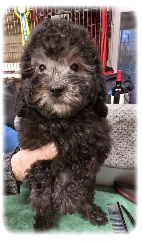 de la Cascade Saint Nicolas - Chiots disponibles - Caniche