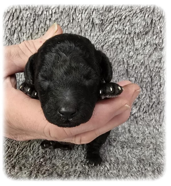 Chiot Caniche de la Cascade Saint Nicolas