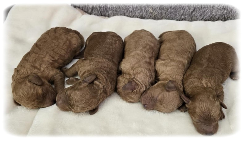 Chiot Caniche de la Cascade Saint Nicolas