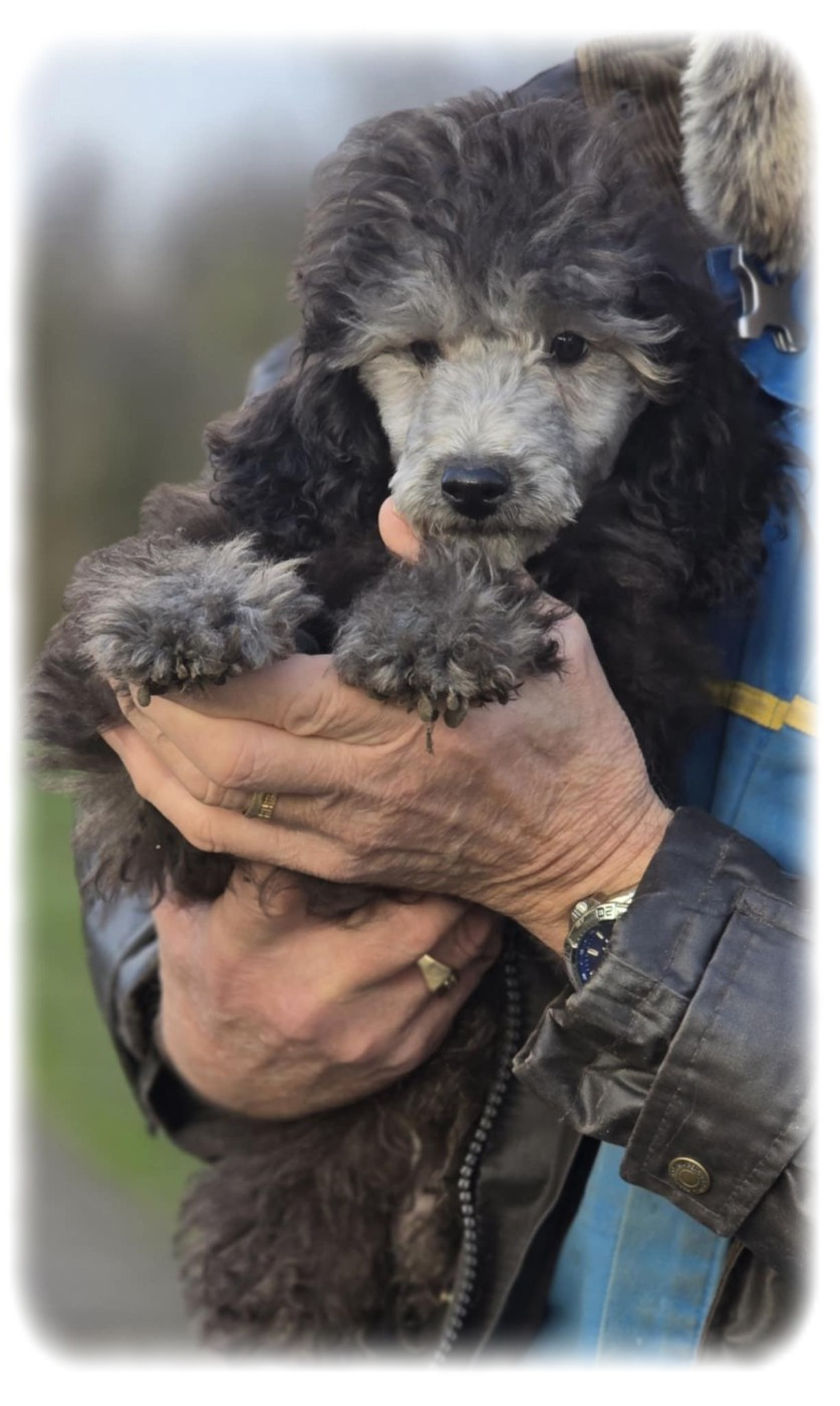 de la Cascade Saint Nicolas - Chiots disponibles - Caniche