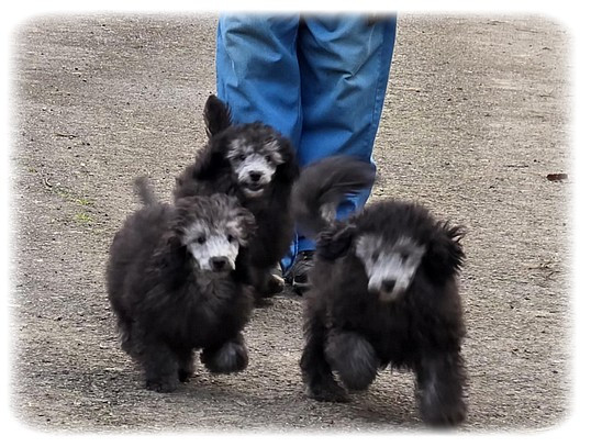 Chiot Caniche de la Cascade Saint Nicolas