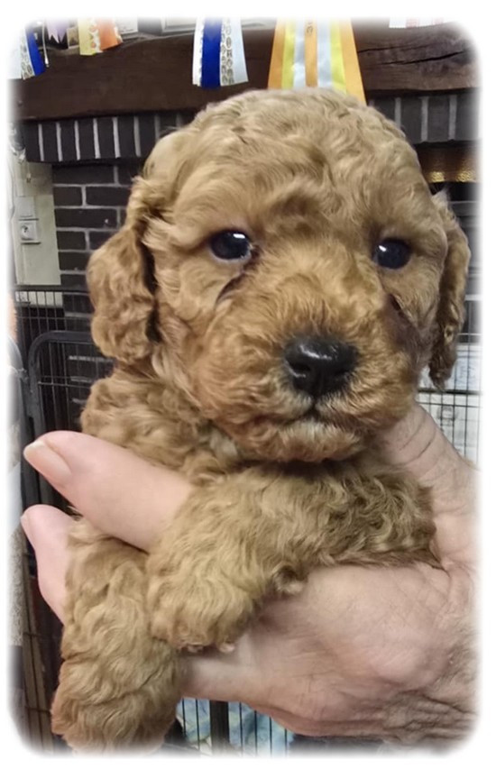 de la Cascade Saint Nicolas - Chiots disponibles - Caniche