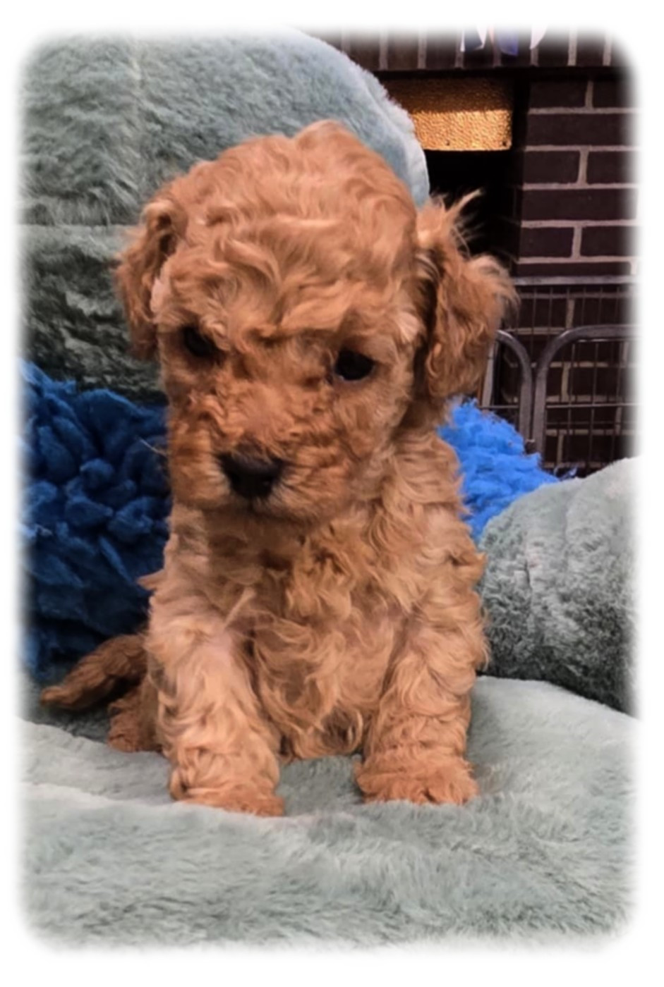 de la Cascade Saint Nicolas - Chiots disponibles - Caniche