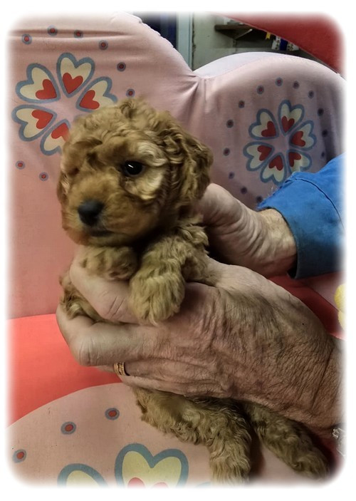 Chiot Caniche de la Cascade Saint Nicolas