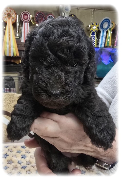 de la Cascade Saint Nicolas - Chiots disponibles - Caniche