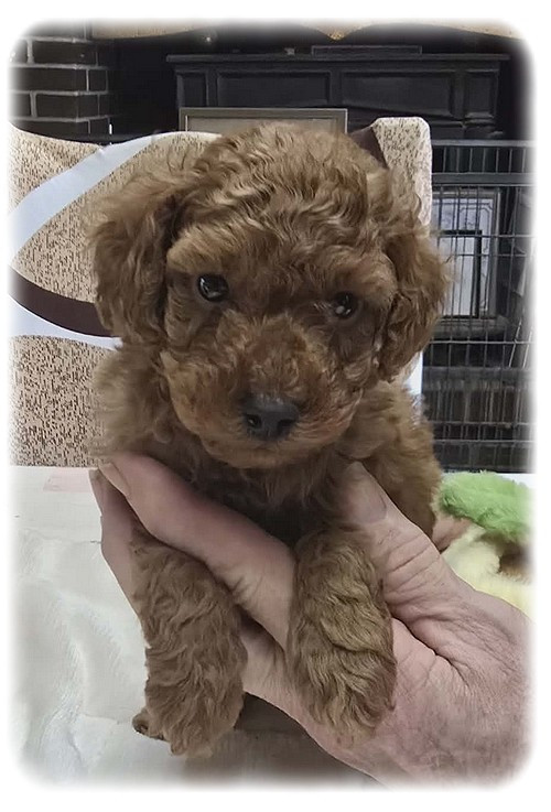 de la Cascade Saint Nicolas - Chiots disponibles - Caniche