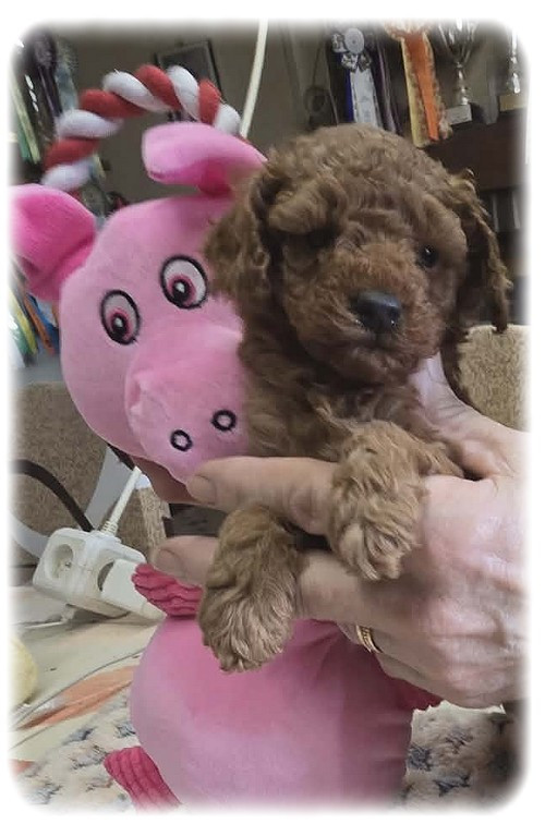 de la Cascade Saint Nicolas - Chiots disponibles - Caniche