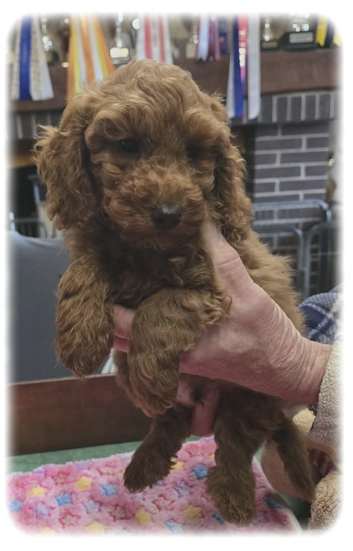 de la Cascade Saint Nicolas - Chiots disponibles - Caniche