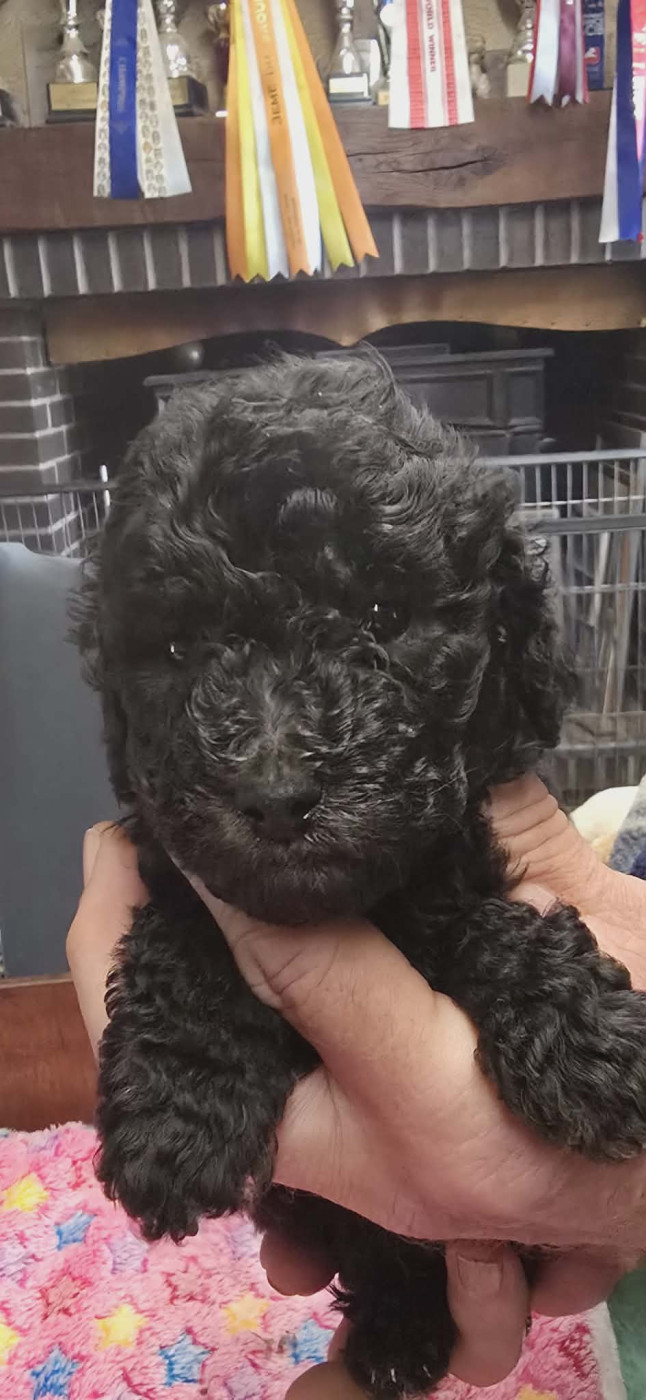 Chiot Caniche de la Cascade Saint Nicolas