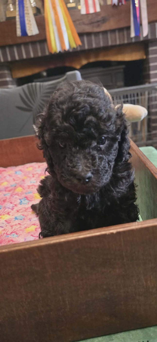 de la Cascade Saint Nicolas - Chiots disponibles - Caniche