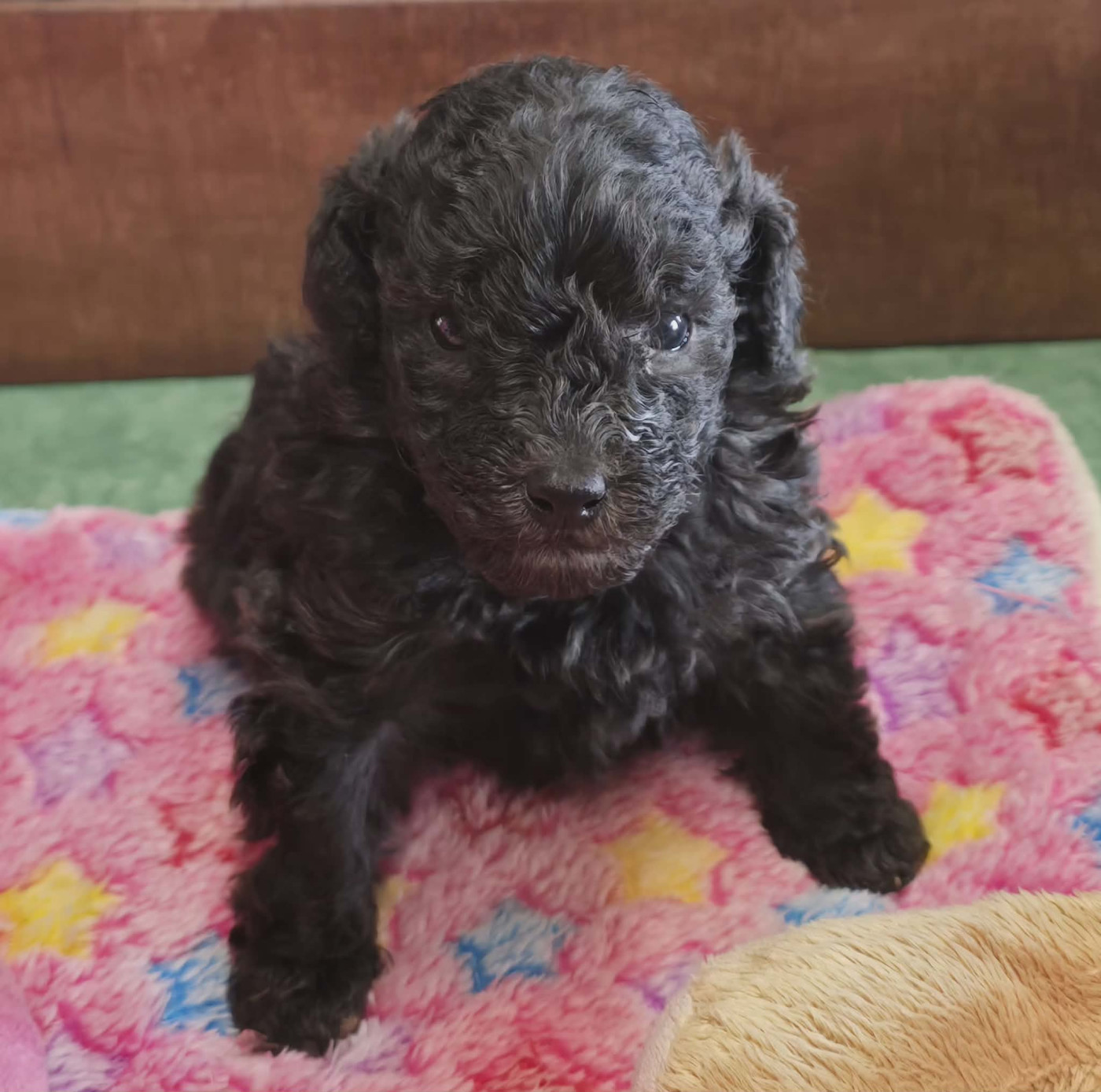 Chiot Caniche de la Cascade Saint Nicolas