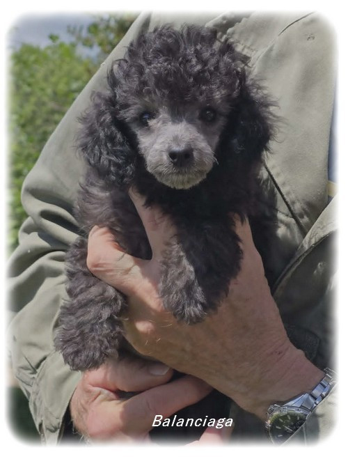 de la Cascade Saint Nicolas - Chiots disponibles - Caniche