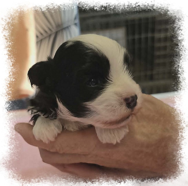 de la Cascade Saint Nicolas - Chiots disponibles - Bichon Havanais