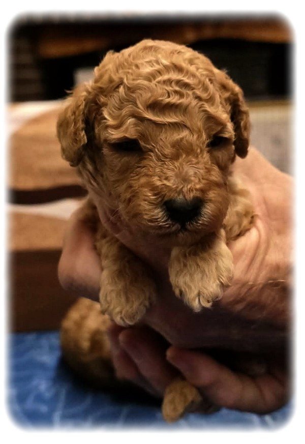 de la Cascade Saint Nicolas - Chiots disponibles - Caniche