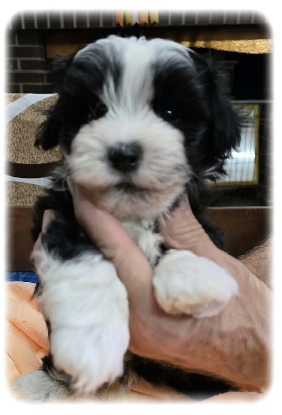de la Cascade Saint Nicolas - Chiots disponibles - Bichon Havanais
