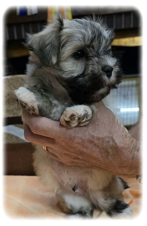 de la Cascade Saint Nicolas - Chiots disponibles - Bichon Havanais