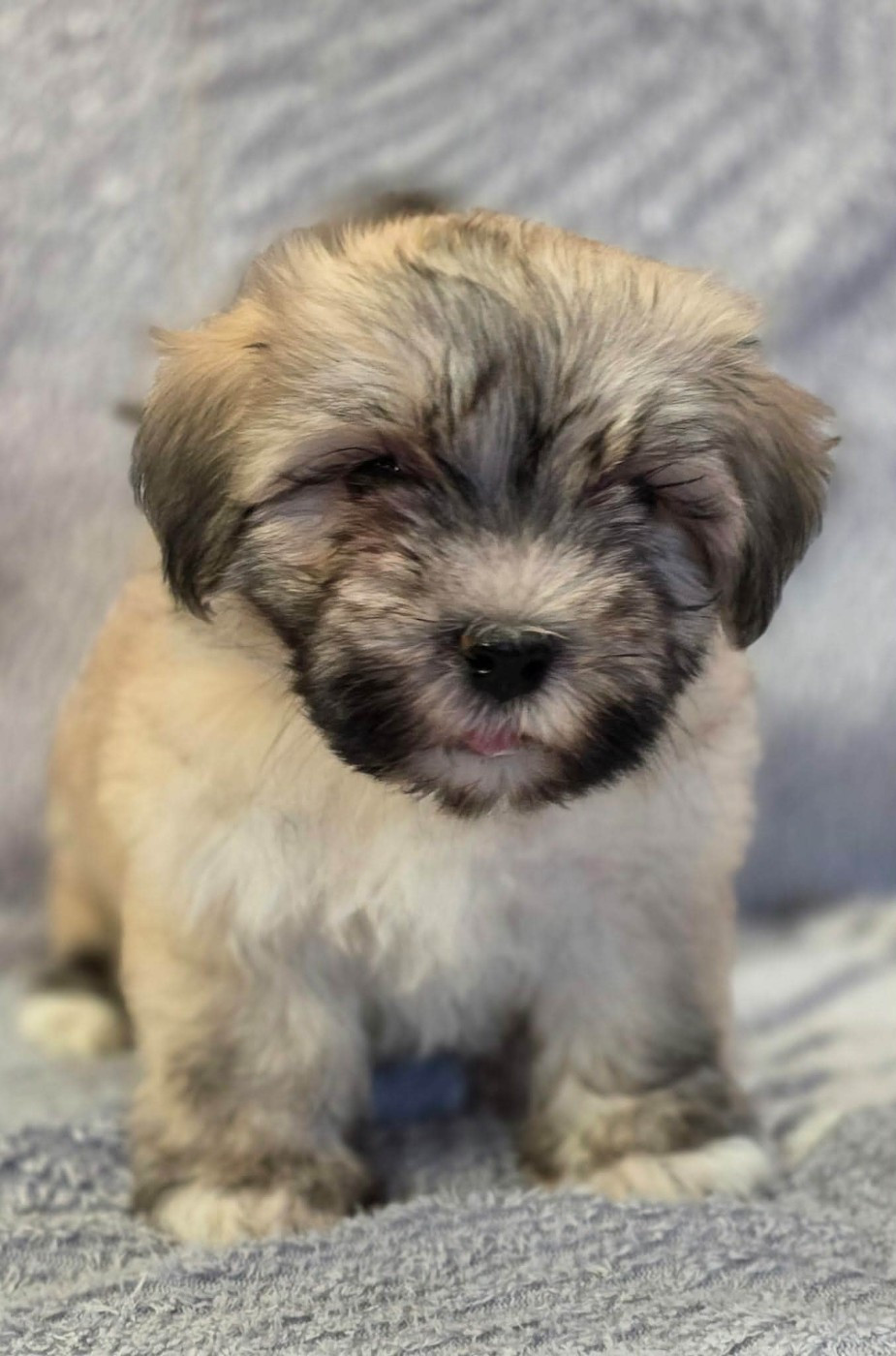 de la Cascade Saint Nicolas - Chiots disponibles - Bichon Havanais