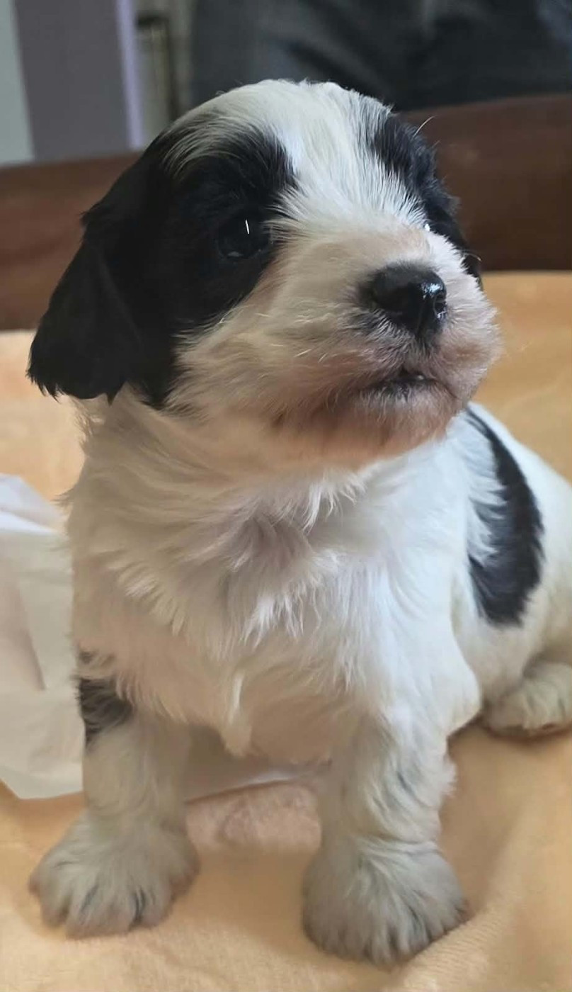 de la Cascade Saint Nicolas - Chiots disponibles - Bichon Havanais