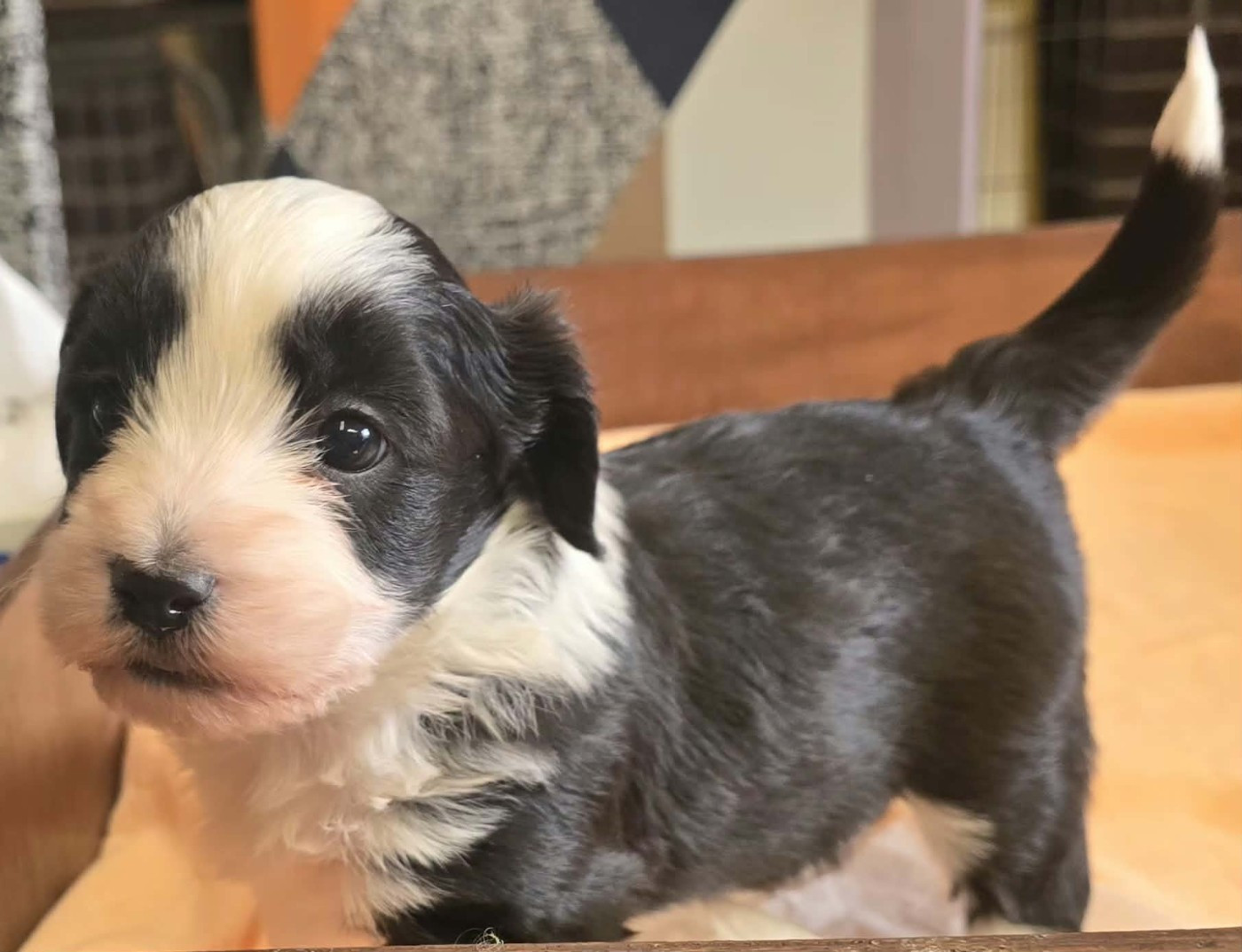 de la Cascade Saint Nicolas - Chiots disponibles - Bichon Havanais