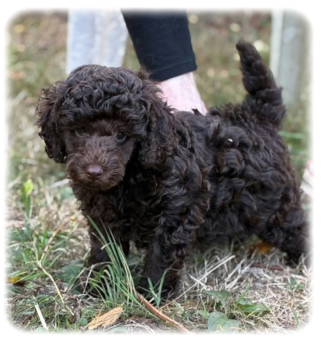 de la Cascade Saint Nicolas - Chiots disponibles - Caniche
