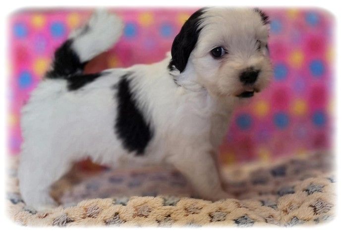 de la Cascade Saint Nicolas - Chiots disponibles - Bichon Havanais