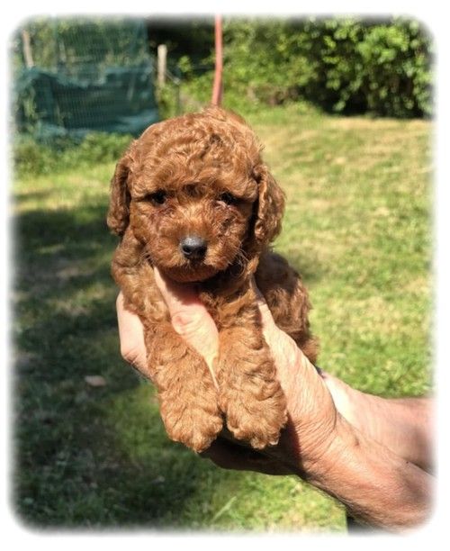 de la Cascade Saint Nicolas - Chiots disponibles - Caniche