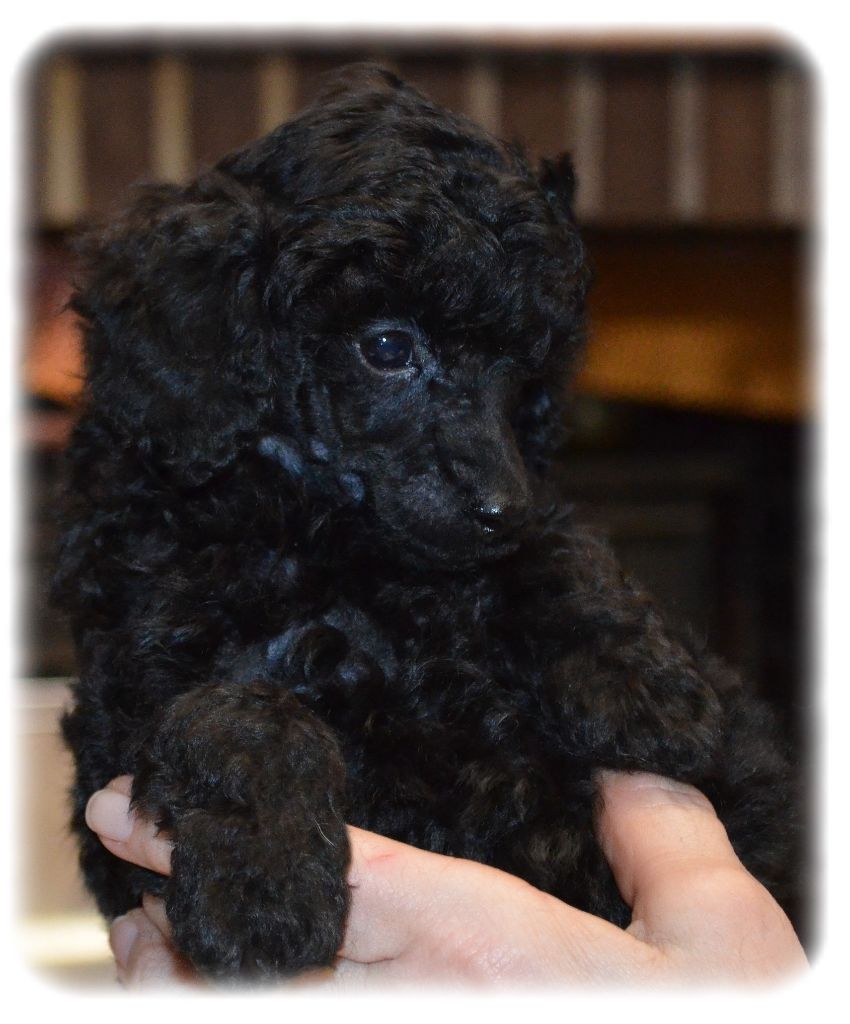 Chiot Caniche de la Cascade Saint Nicolas