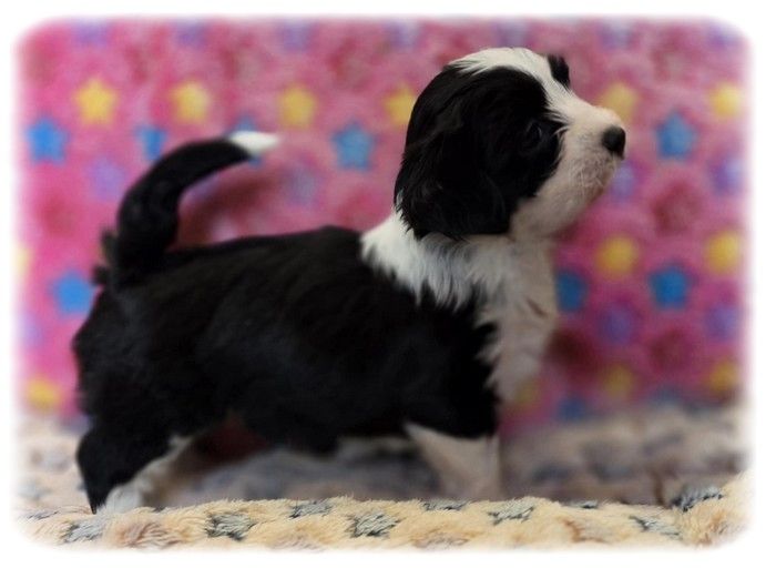 de la Cascade Saint Nicolas - Chiots disponibles - Bichon Havanais