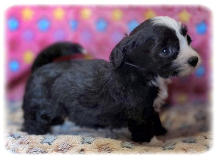 de la Cascade Saint Nicolas - Chiots disponibles - Bichon Havanais