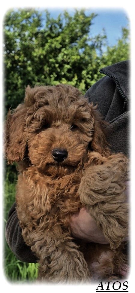 Chiot Caniche de la Cascade Saint Nicolas