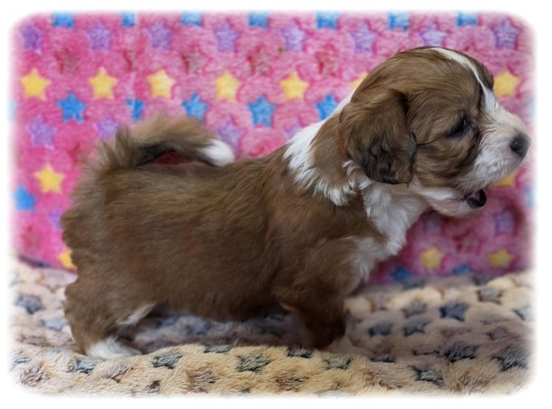 de la Cascade Saint Nicolas - Chiots disponibles - Bichon Havanais