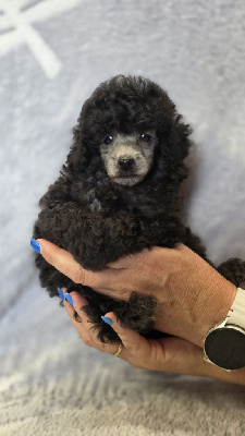 CHIOT 1