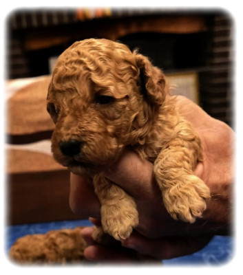 Chiot N°1