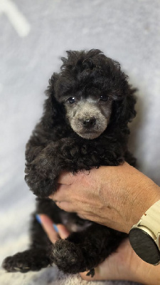 CHIOT 3