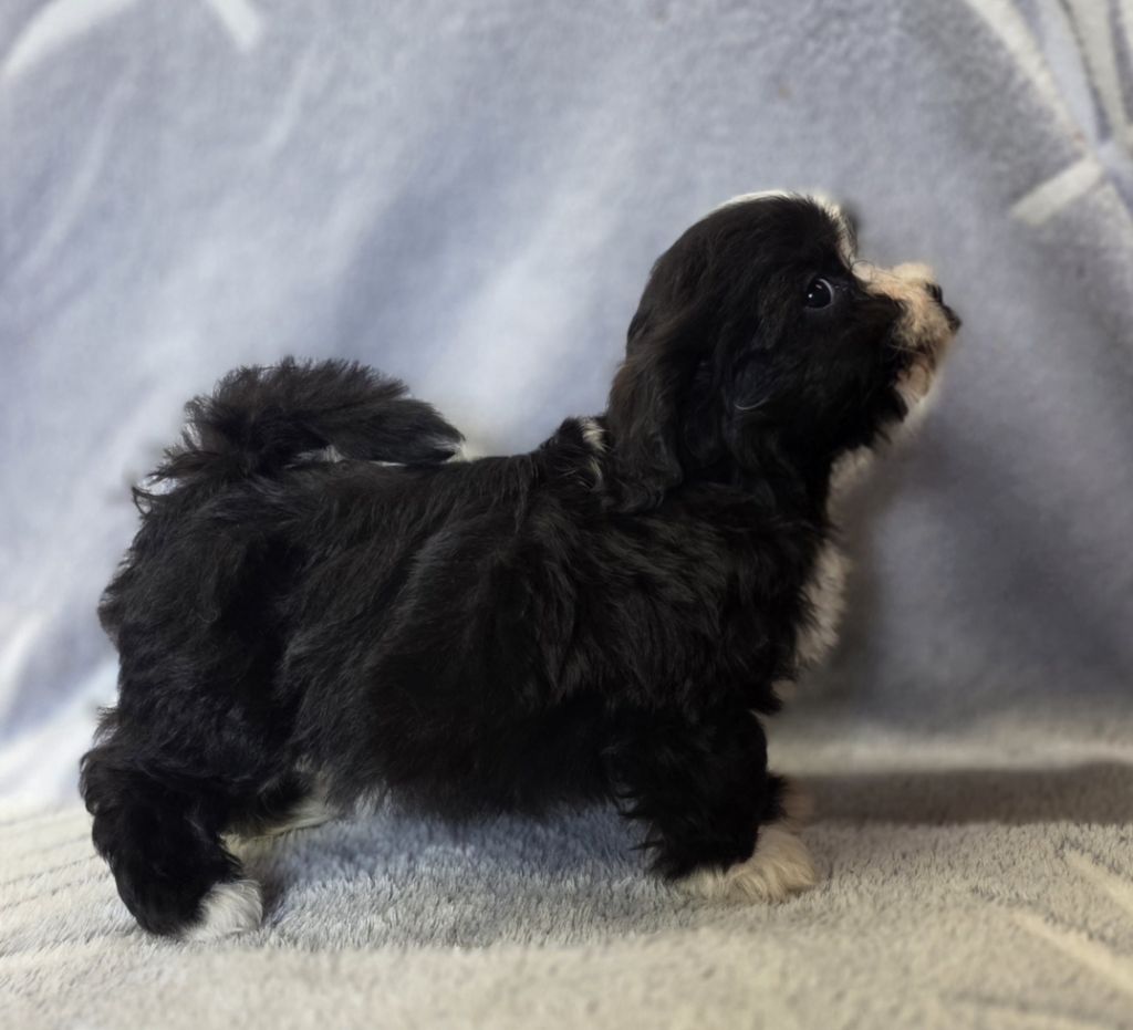 de la Cascade Saint Nicolas - Chiots disponibles - Bichon Havanais