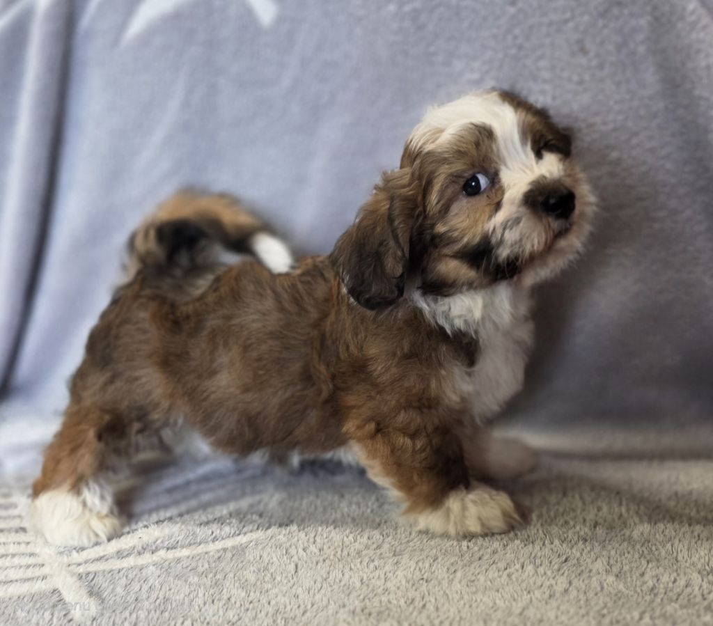 de la Cascade Saint Nicolas - Chiots disponibles - Bichon Havanais