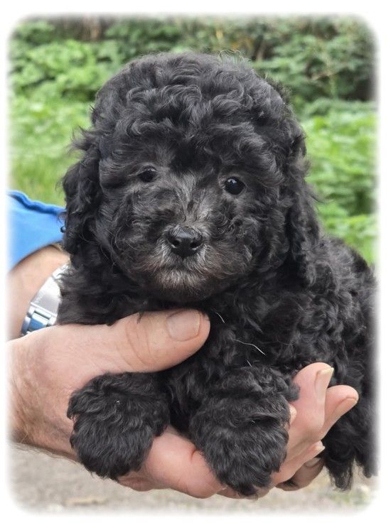 Chiot Caniche de la Cascade Saint Nicolas