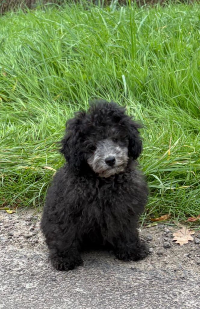 Chiot Caniche de la Cascade Saint Nicolas