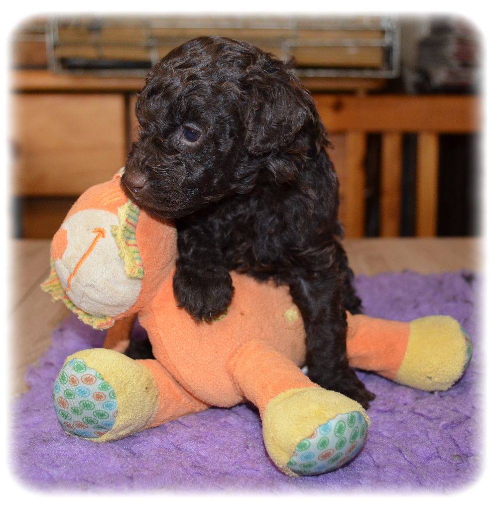 Chiot Caniche de la Cascade Saint Nicolas